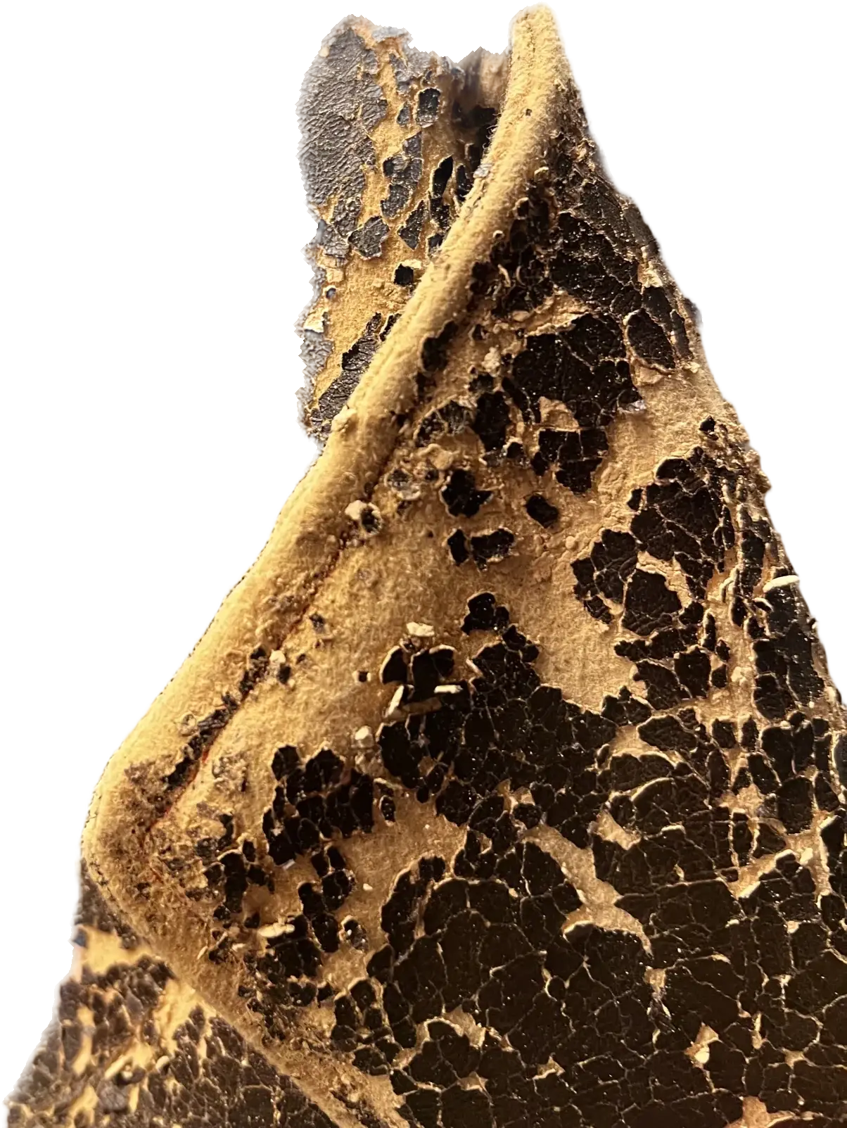 Fusion, process, photograph 12